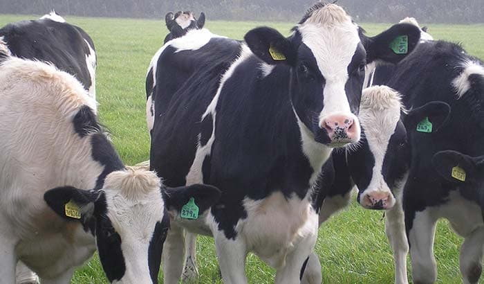 Image of cow with calf in a field