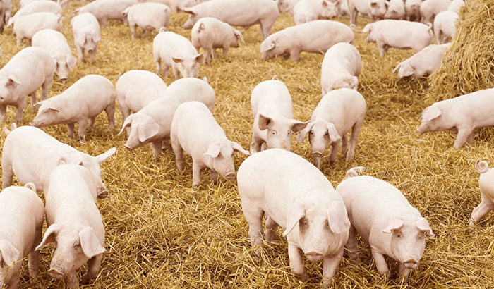 Image of pigs and straw